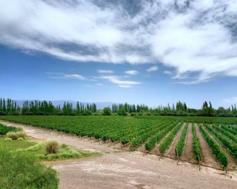 门多萨(Mendoza)——阿根廷不可错过的美酒之乡